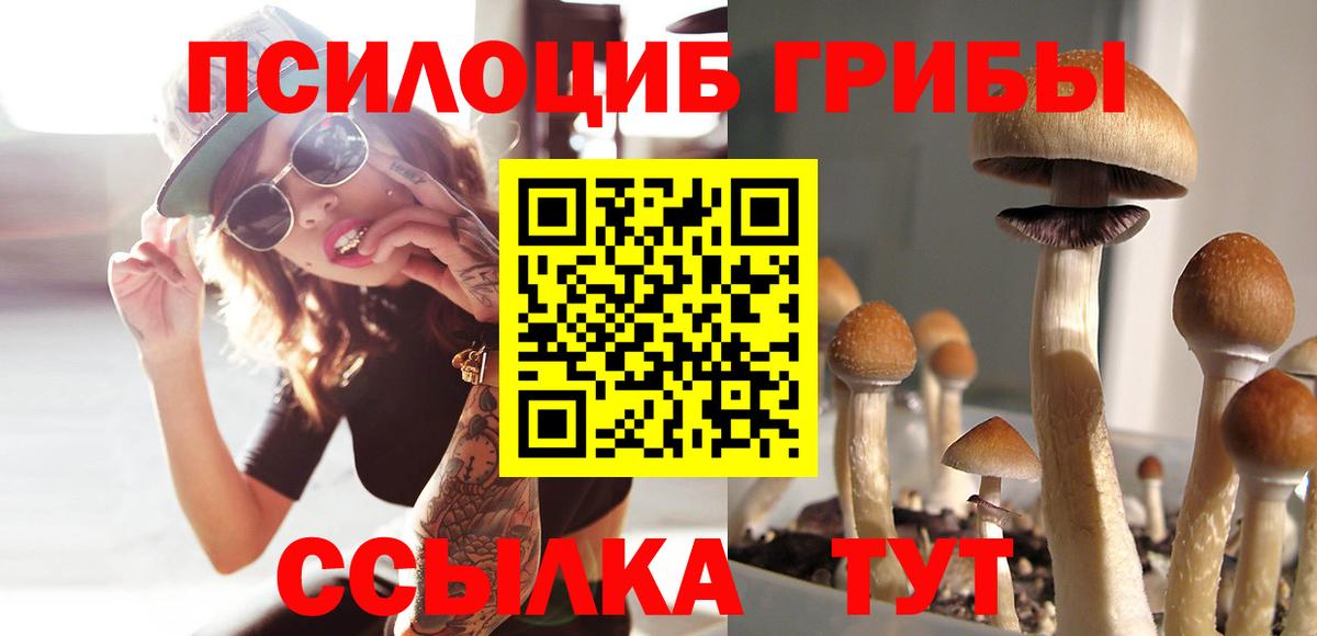 Псилоцибиновые грибы Cubensis Омск